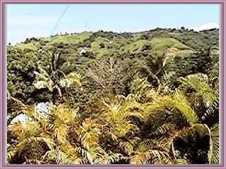 Looking from my window to barrio Caguana...